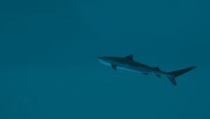 Скриншот 2 Ultimate Fishing Simulator 2